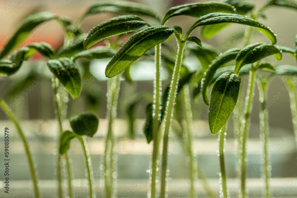 Small sprouts of tomato bushes grow in a pot. Small sprouts of tomato bushes grow in a pot.