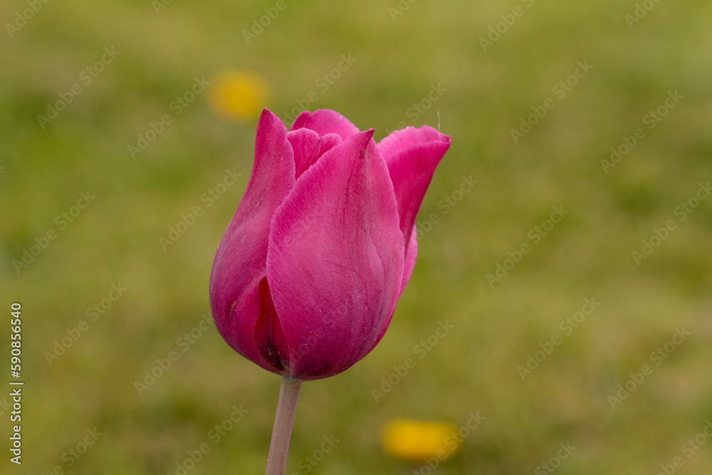 Tulip photos from Istanbul Emirgan grove. Tulip photos from Istanbul Emirgan grove.