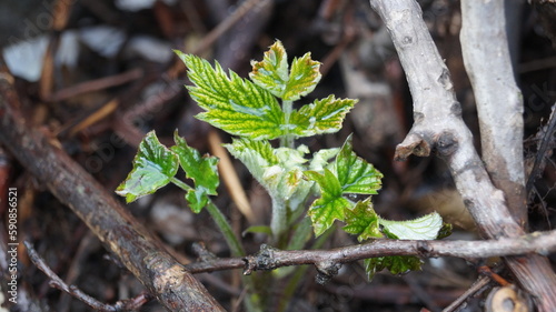 first spring sprouts in the garden after the rain © Anastasiia