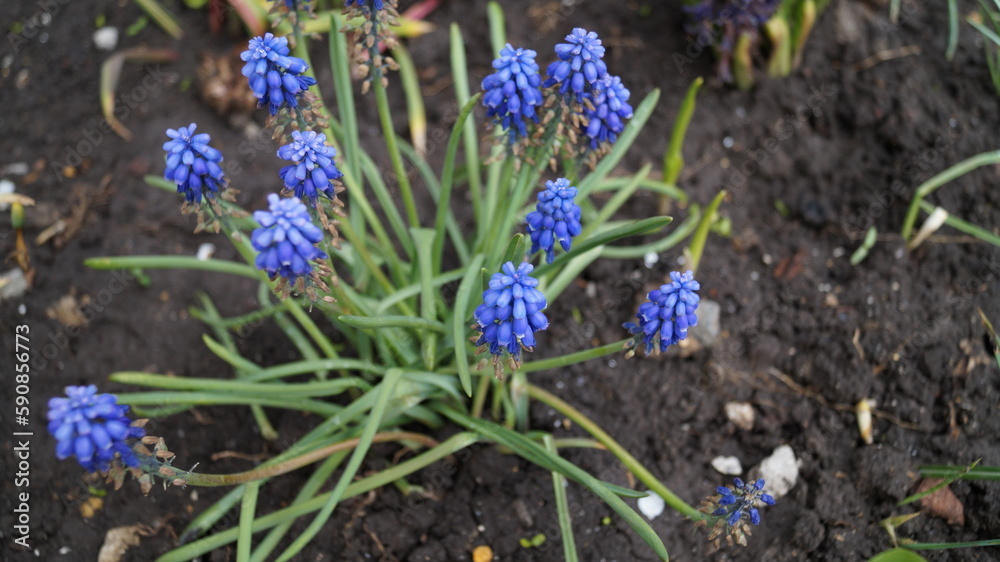 first spring sprouts in the garden after the rain first spring sprouts in the garden after the rain