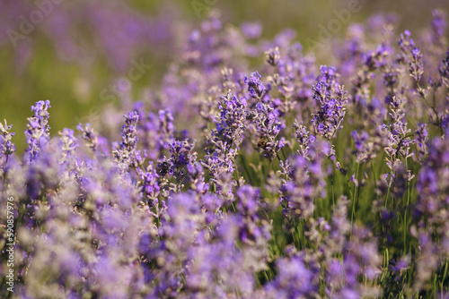 Close up photo of many lavender flowers. Selective focus. Close up photo