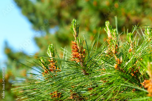 Blooming pine tree with young cones on a sky background