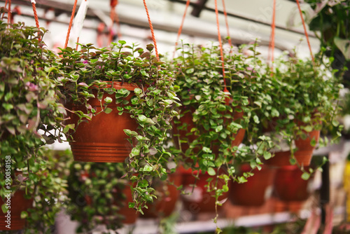 Callisia Repens plants in hanging pots. Home plants in greenhouse. photo