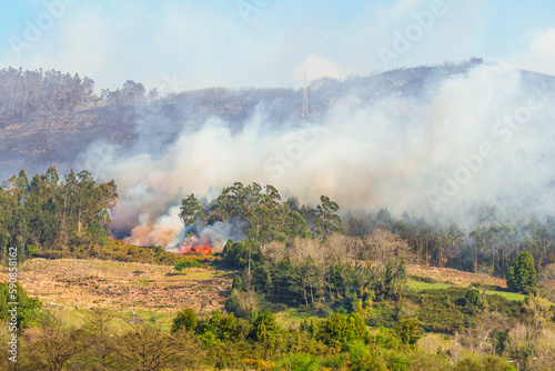 Forest fire with flame and thick smoke on the mountain with burning trees
