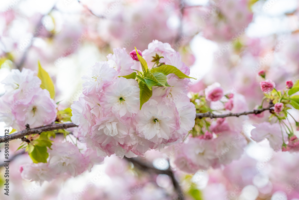 Fototapeta premium 春の美しい八重桜