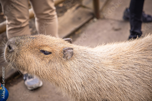 Wallpaper Mural 動物園にいるカピバラ　Capybara Torontodigital.ca
