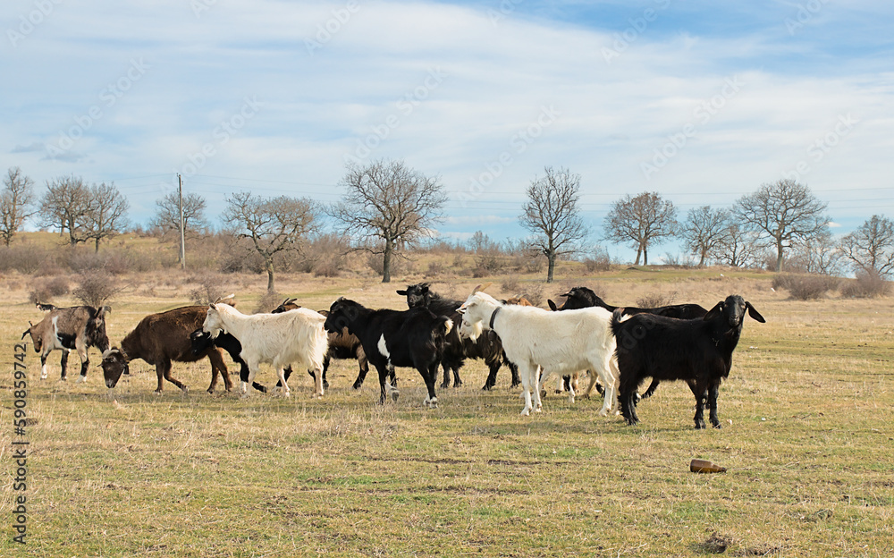 A flock of goats graze in the steppe. Animal husbandry in the countryside