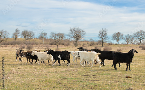 A flock of goats graze in the steppe. Animal husbandry in the countryside