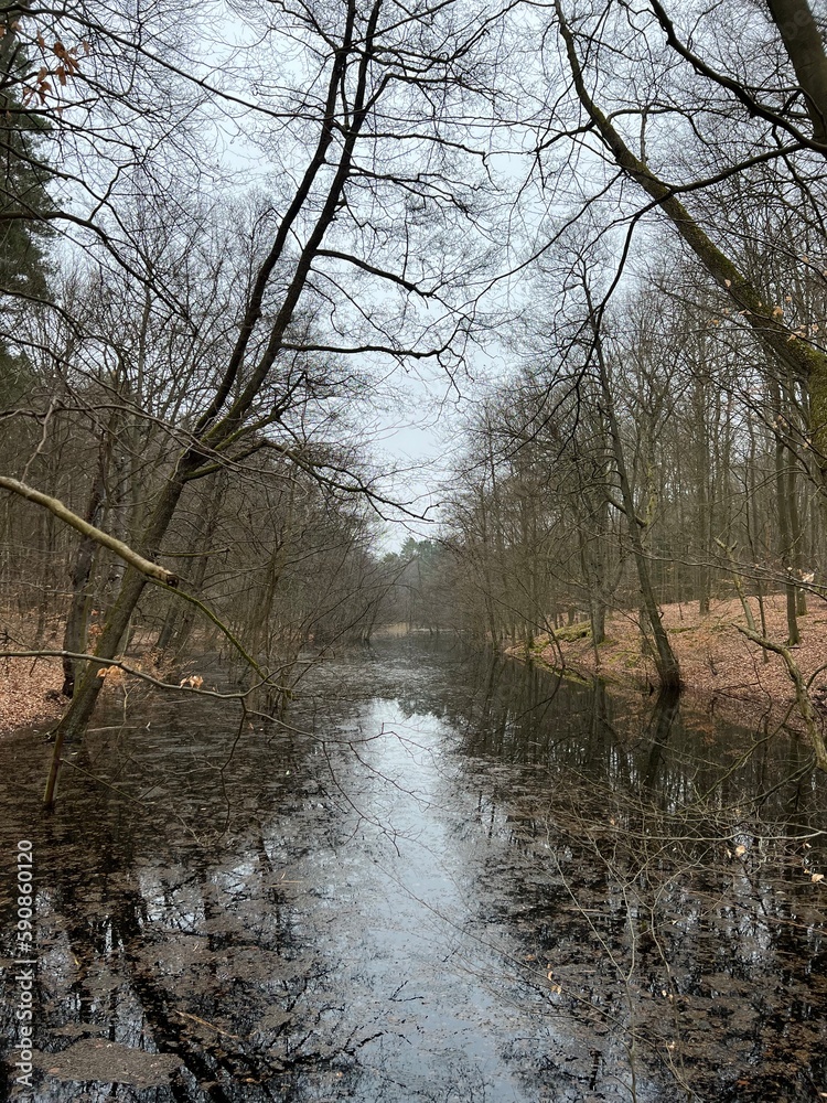 forest lake in early spring against the background of the forest