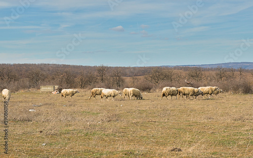 A flock of sheep graze in the steppe. Animal husbandry in the countryside