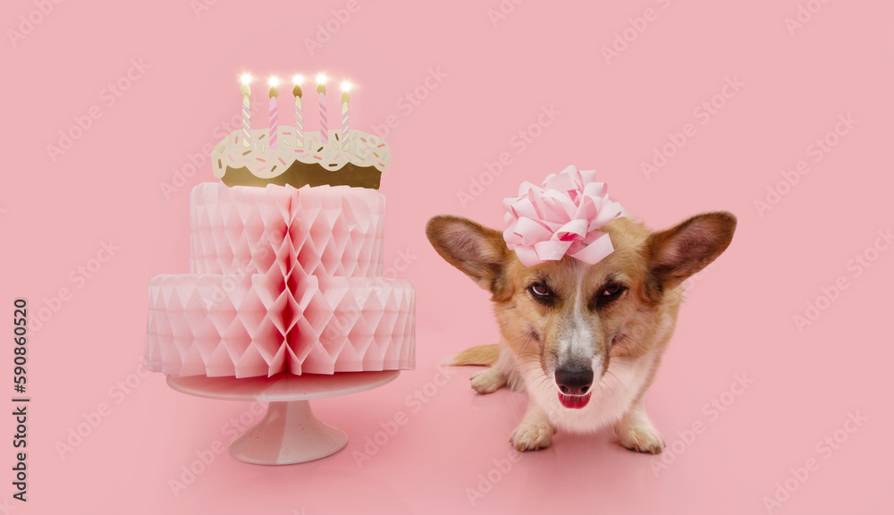 Fotografie Happy birthday pets banner