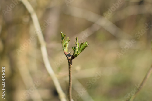 View of green buds of trees, willow flowers against the sky, spring