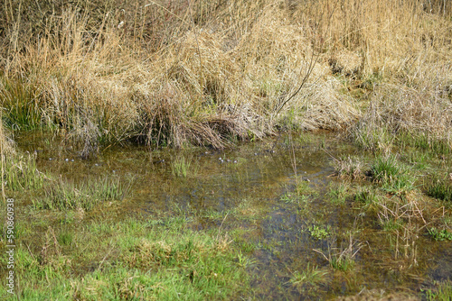 View of frogs in the water on a spring day