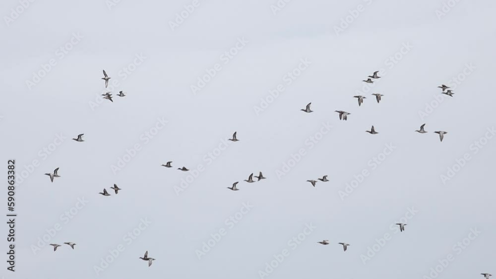 ducks flies through the spring sky slow motion ducks flies through the spring sky slow motion