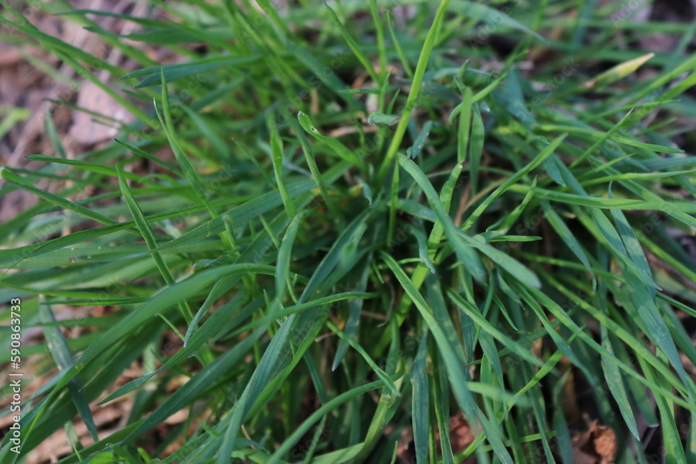 Young grass in the spring garden Young grass in the spring garden