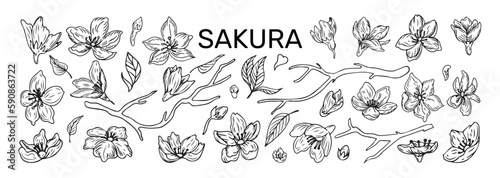 Sakura flowers. Blossoms sketch. Line petals. Outline hand drawn Japanese plant leaves and branches. Japan bloom icons. Oriental botanical logo. Vector tidy isolated floral elements set