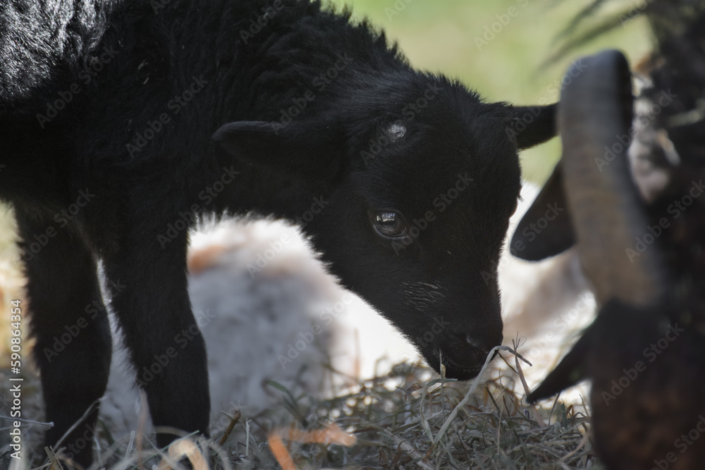Adorable little newborn sheep lambs in the hay Adorable little newborn sheep lambs in the hay