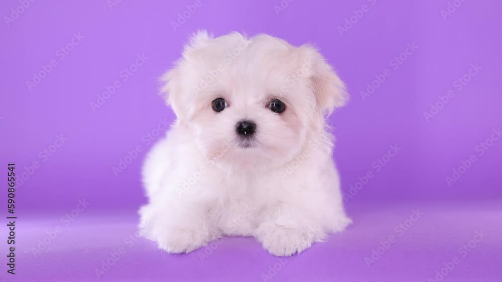 Portrait of a cute Maltese breed puppy. A small dog on a bright fashionable background. Portrait of a cute Maltese breed puppy. A small dog on a bright fashionable background.