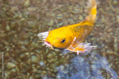 Obraz na plátně fancy carp koi fish swimming in a pond