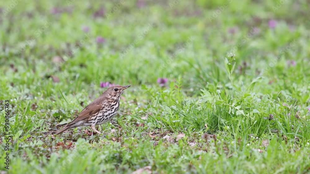 wild bird sits among spring greenery and flowers wild bird sits among spring greenery and flowers