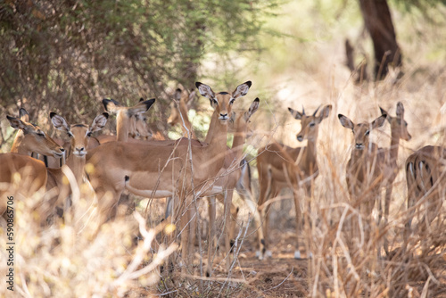 A herd of gazelles early in the morning roams the savannah in a national park, photographed on a safari in Kenya Africa