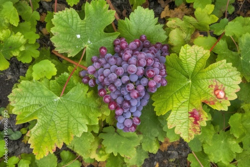 cluster of ripe grapes with green leaves. Generative AI