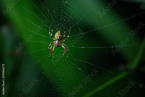Capturing the Intricate Beauty of a Jumping Spider and Its Web