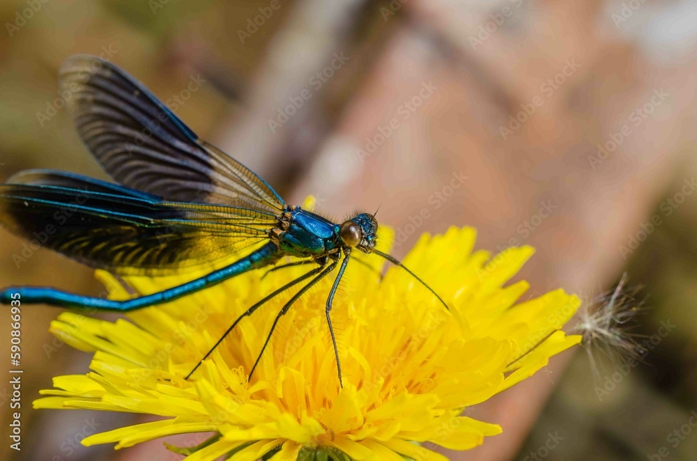 Blue dragonfly on a yellow flower. Blue dragonfly on a yellow flower.