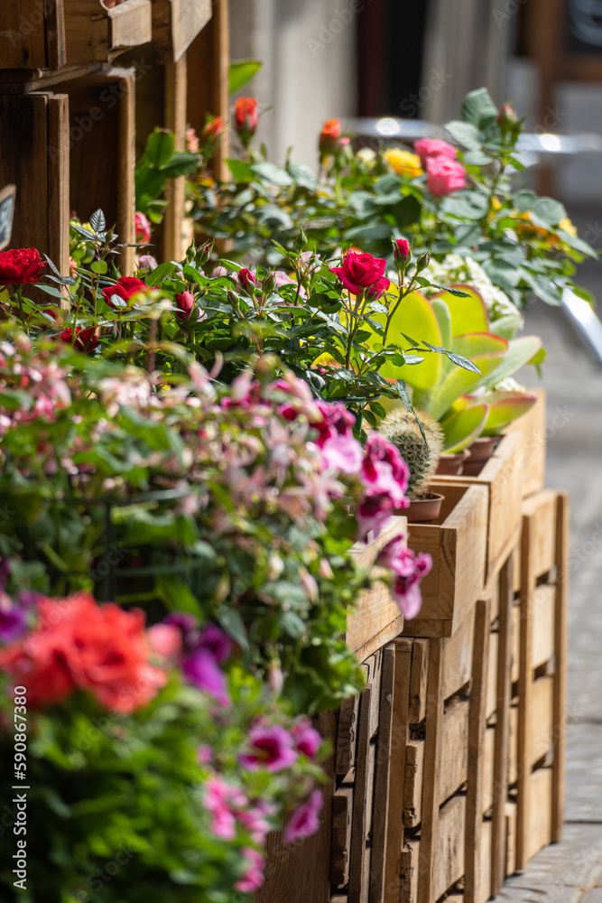 Flowers and roses in pots and wooden boxes outside a flower shop or florist on the sidewalk of a street