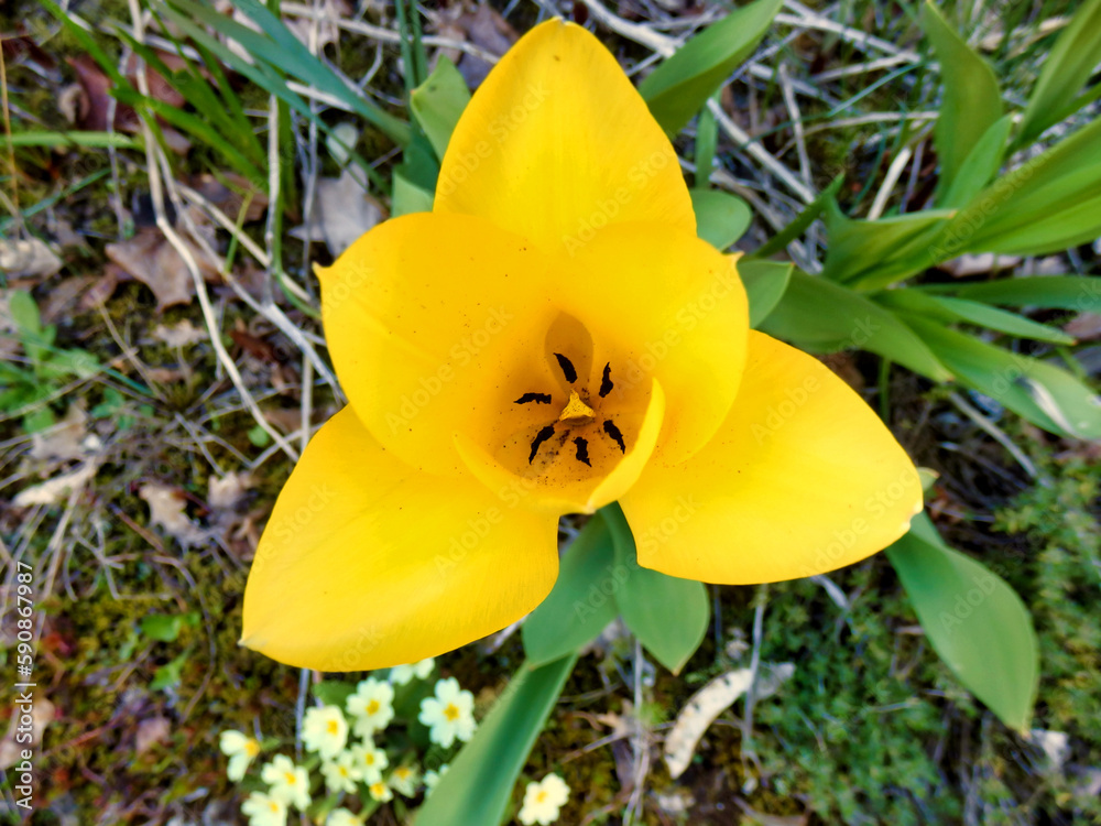 Close up of a yellow tulip bloom showing the stamen and pollen
Close up of a yellow tulip bloom showing the stamen and pollen