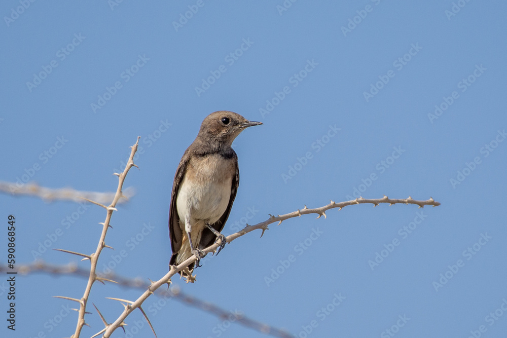 Variable wheatear (Oenanthe picata) in the branches Variable wheatear (Oenanthe picata) in the branches