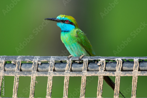 Arabian Bee Eater perched in the evening sun (Merops cyanophrys). photo