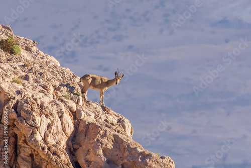 Billede på lærred Nubian Ibex standingon the rocks on Jebal Hafeet (capra nubiana) in the United A