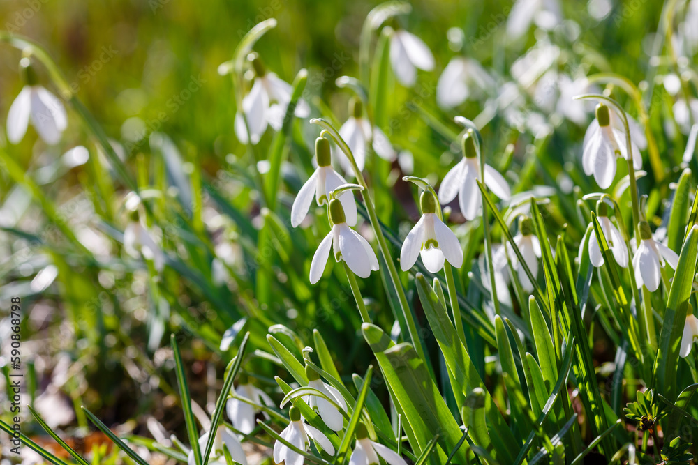 Snowdrop (Galanthus nivalis) flowers in spring time. Snowdrops blooms in the spring garden