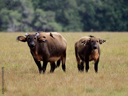 Forest buffalos staring at the observer, in Gabon's Loango National Park