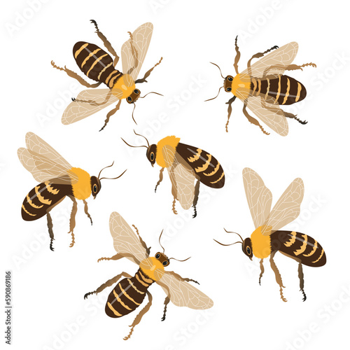 Set of honey bees on a white background from different sides. Vector cartoon, honey bee icon.