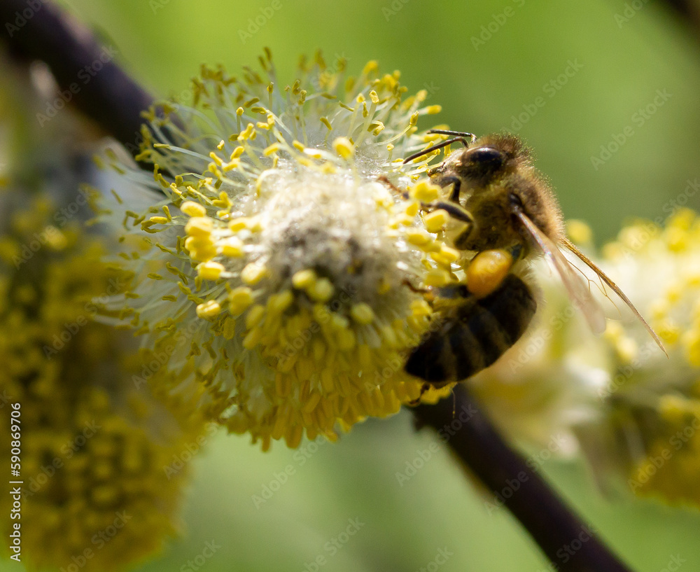 Pszczoła na kwiatach wierzby  - obrazy, fototapety, plakaty 