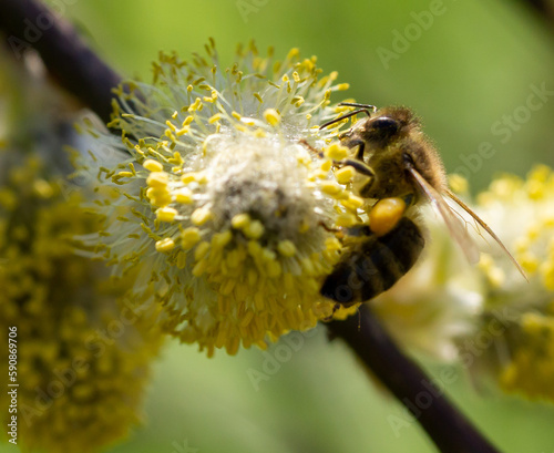 Pszczoła na kwiatach wierzby 