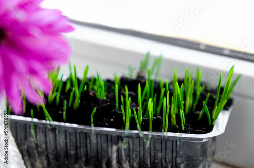 Young seedlings in small plastic pot on windows sill. Earth Day and new life. Seedling oat cultivation indoor in black soil. Healthy sprouts. © Khrystyna Bohush