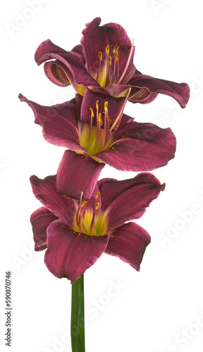 daylily flower isolated