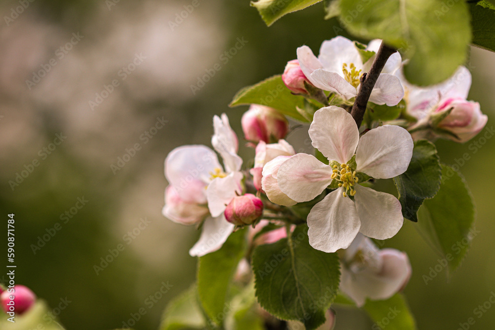 White apple flowers. Apple tree blooms in the garden.