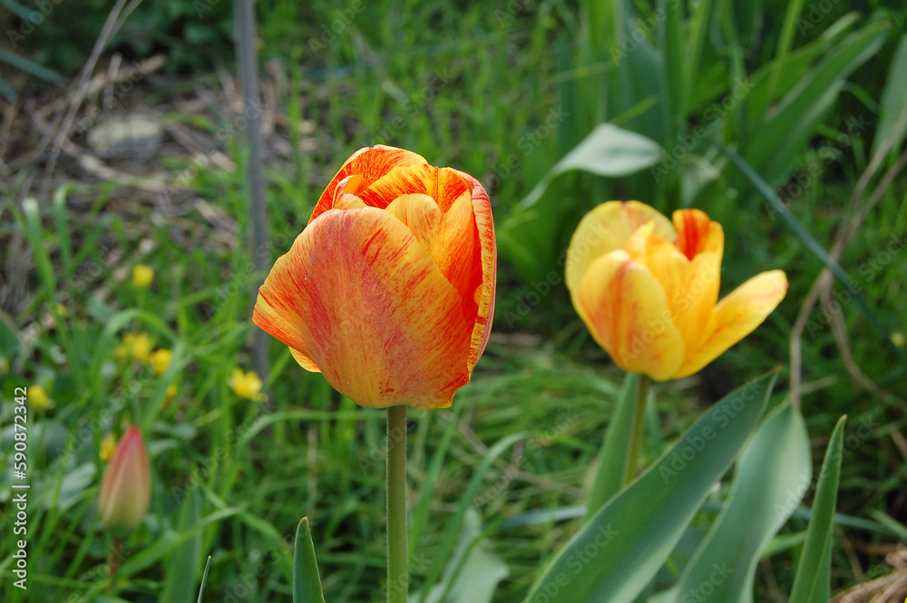 Orange tulip with red stripes on a flower bed
