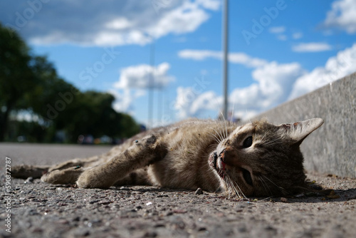 Cat ran across roadway and was hit by car. Dead cat lies on highway