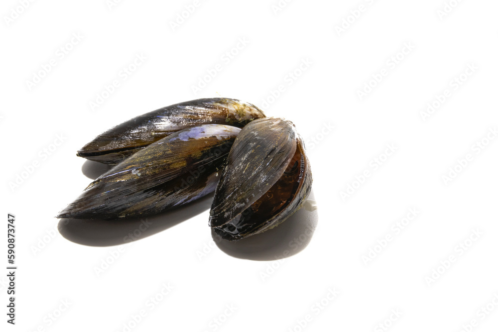 Three mussels isolated on a white background. Mussels are perfect in an endless number of fish recipes, but the simplest and most traditional in Galicia are steamed mussels. Three mussels isolated on a white background. Mussels are perfect in an endless number of fish recipes, but the simplest and most traditional in Galicia are steamed mussels.