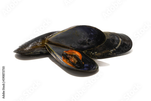 Three mussels isolated on a white background. Mussels are perfect in an endless number of fish recipes, but the simplest and most traditional in Galicia are steamed mussels.
