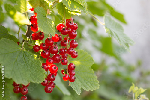 Red currants in the summer garden. Garden background.