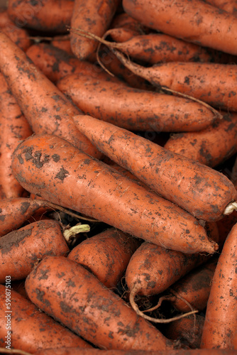 young carrots from the field. sweet juicy carrot, background or food texture.