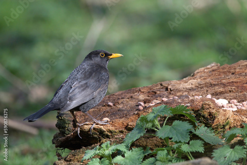 Male blackbird © Angie