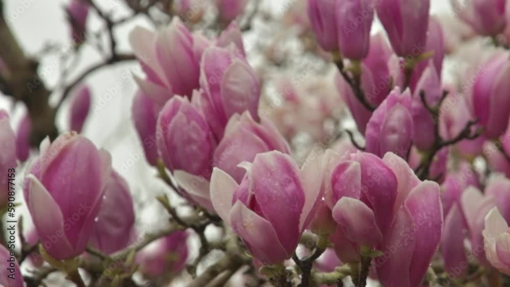 Sprouts of magnolia tree on background of blue sky, during spring period. Budded branch with pink flowers in bloom season. Magnolia soulangeana. Sprouts of magnolia tree on background of blue sky, during spring period. Budded branch with pink flowers in bloom season. Magnolia soulangeana.