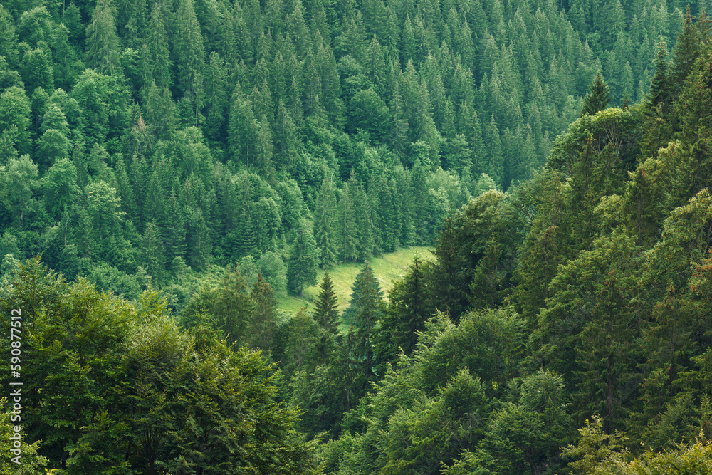 Different types of evergreen coniferous and foliage trees in Carpathian forest